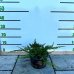 Borievka rozprestretá (Juniperus horizontalis) ´PRINCE OF WALES´, priemer rastliny 40-50, výška 10-15 cm, kont. C3L 
